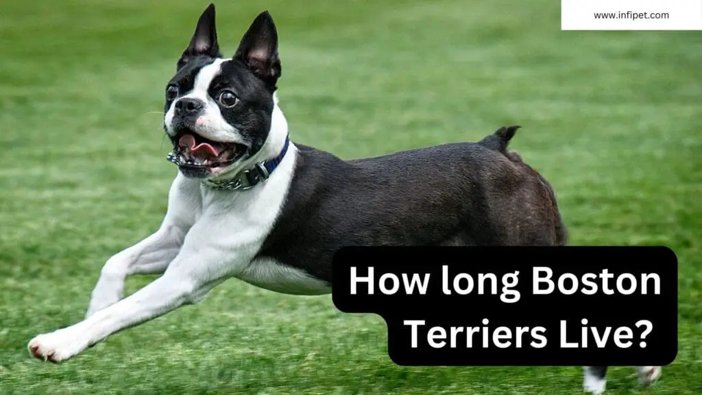 how long boston terriers live - infipet