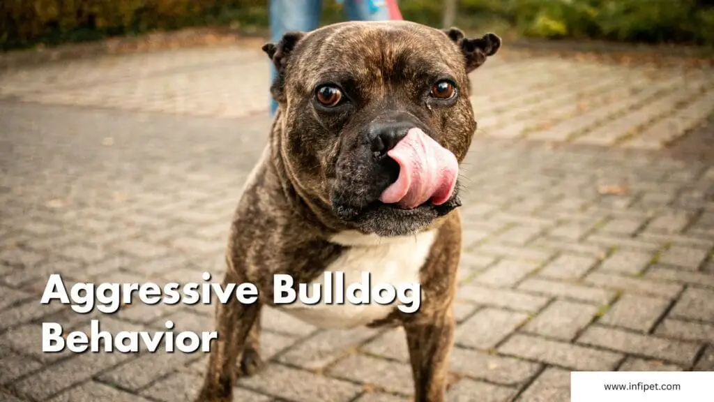 Understanding and Managing Aggressive Bulldog Behavior