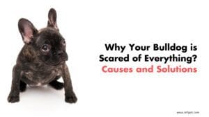 Why Your Bulldog is Scared of Everything? Causes and Solutions