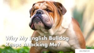 Why My English Bulldog Keeps Attacking Me? Mystery Revealed