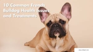 10 Common French Bulldog Health Issues and Treatments