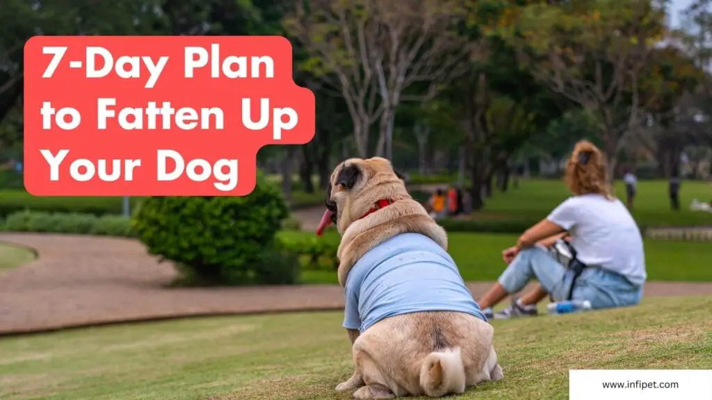 How to Fatten Up a Dog in a Week: 7-Day Plan is Included