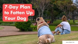 How to Fatten Up a Dog in a Week: 7-Day Plan is Included