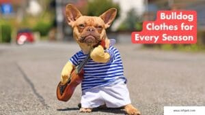 French Bulldog Clothes for Every Season