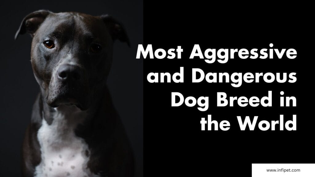 Most Aggressive and Dangerous Dog Breed in the World