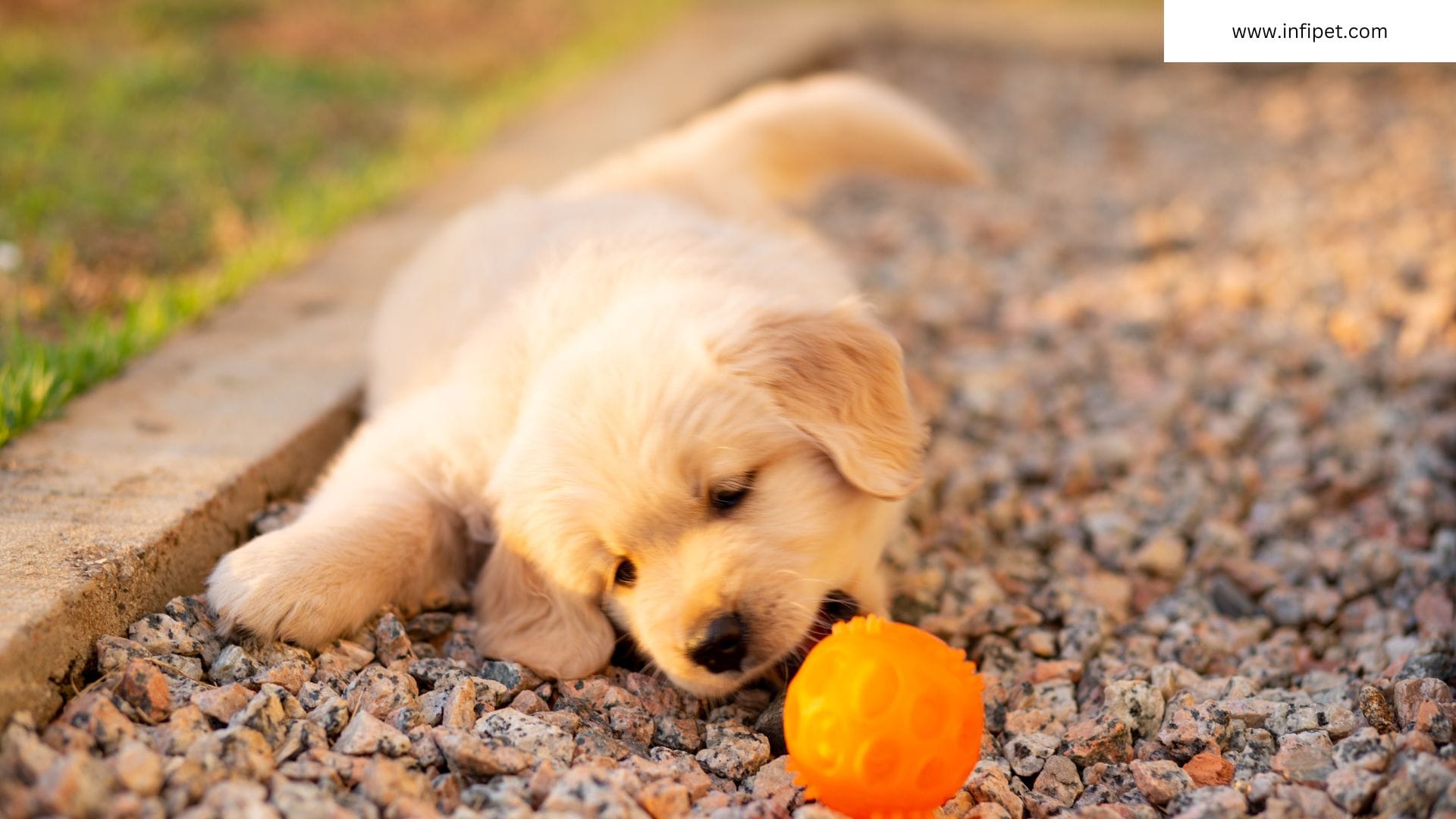 Golden Retriever for First time Owners