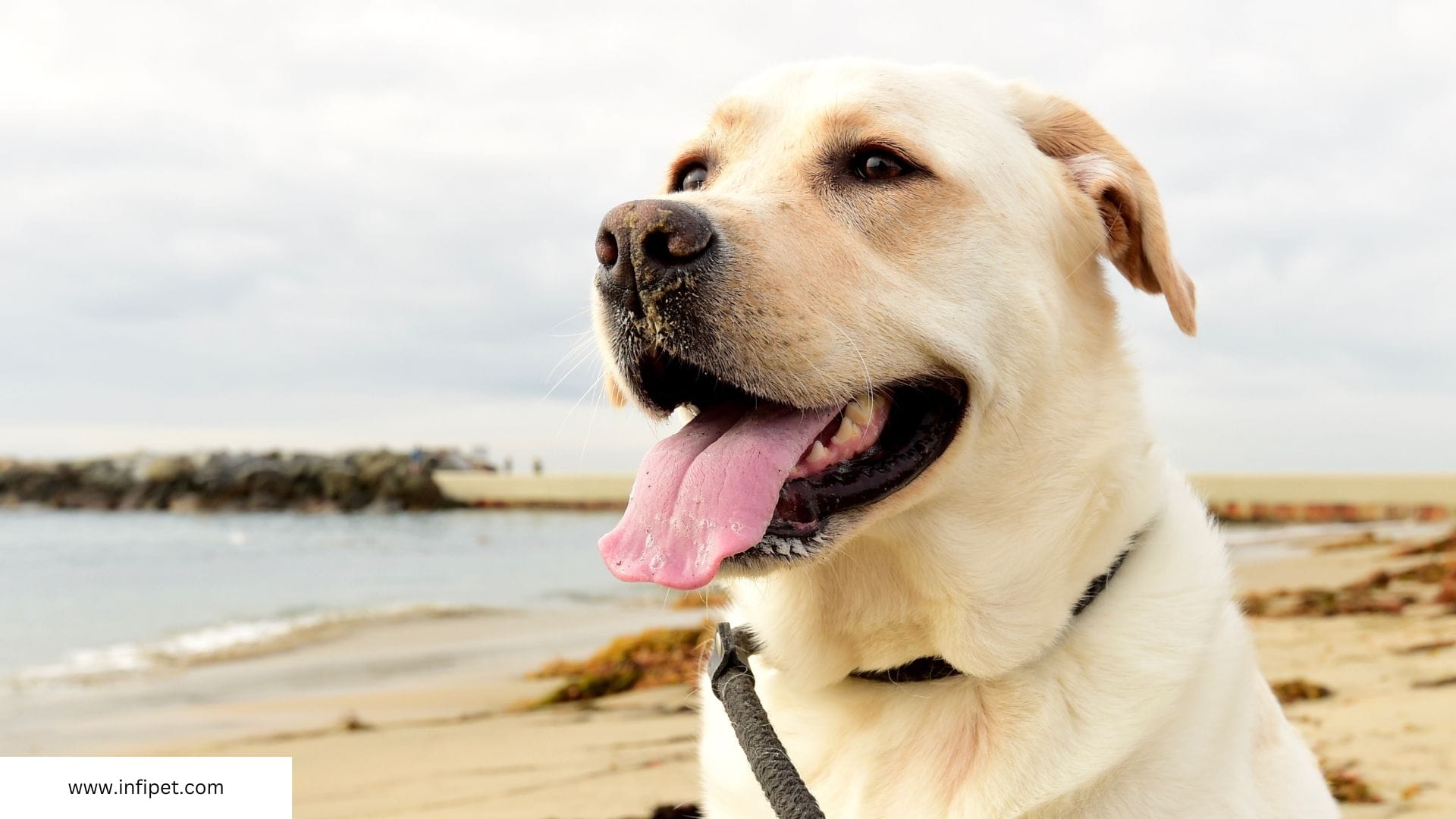 Labrador Retriever for first time owners