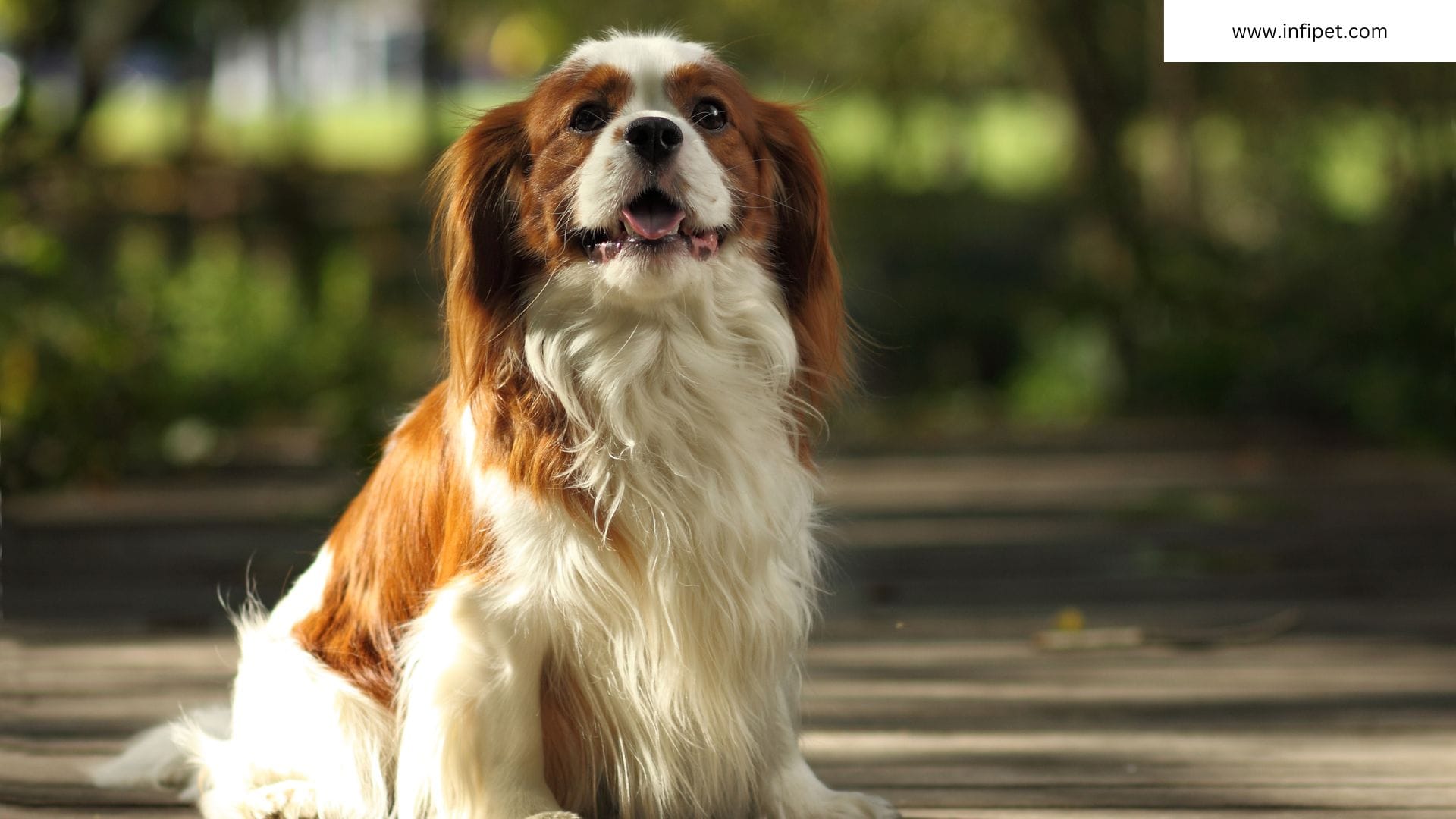 Cavalier King Charles Spaniel for first time owners