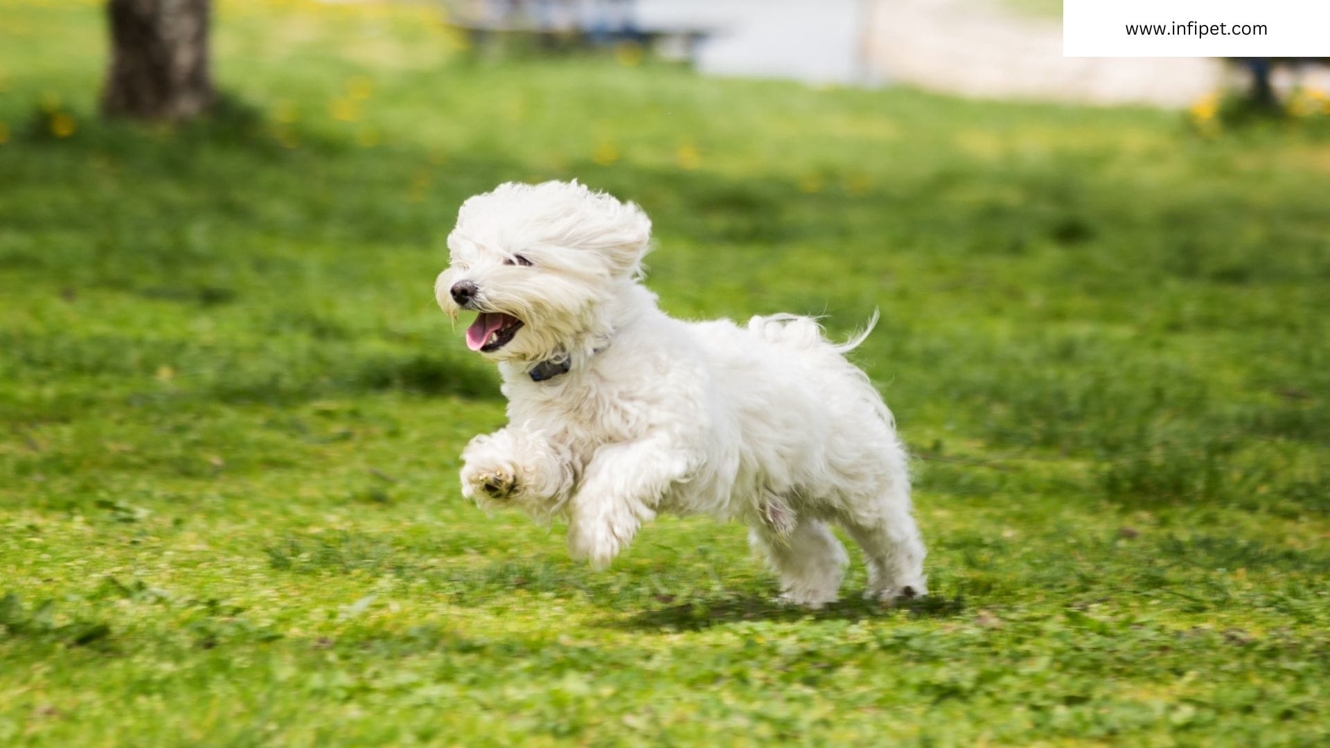 Bichon Frisé for first time owners