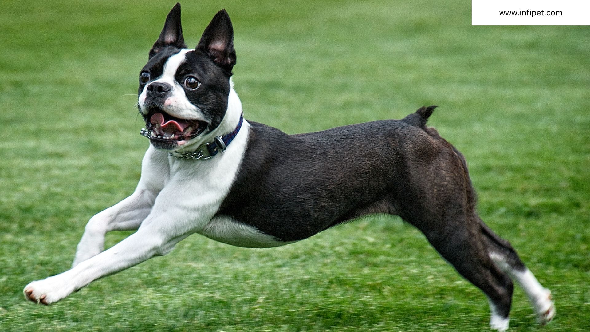 Boston Terrier for first time owners