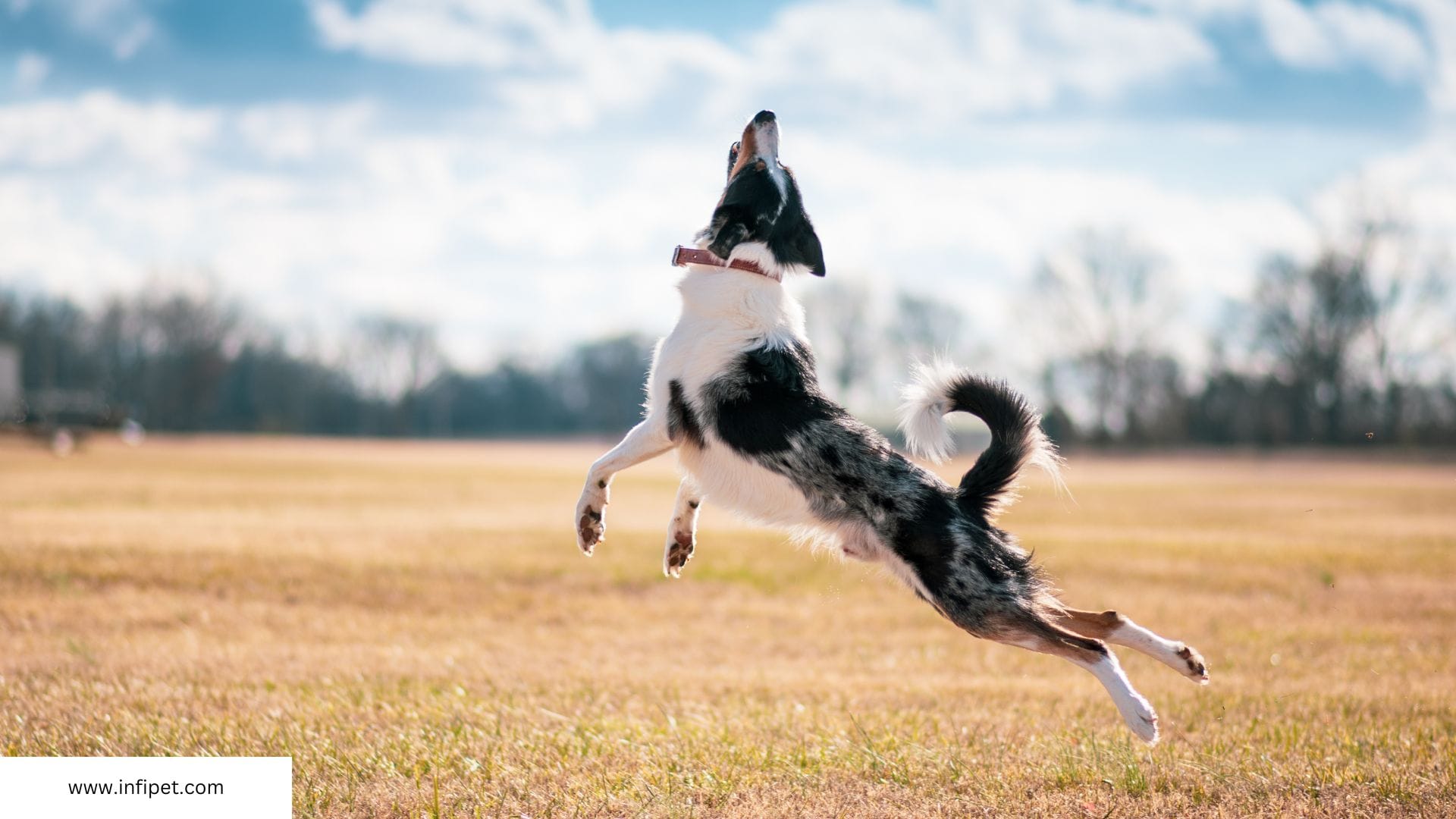 Border Collie for first time owner