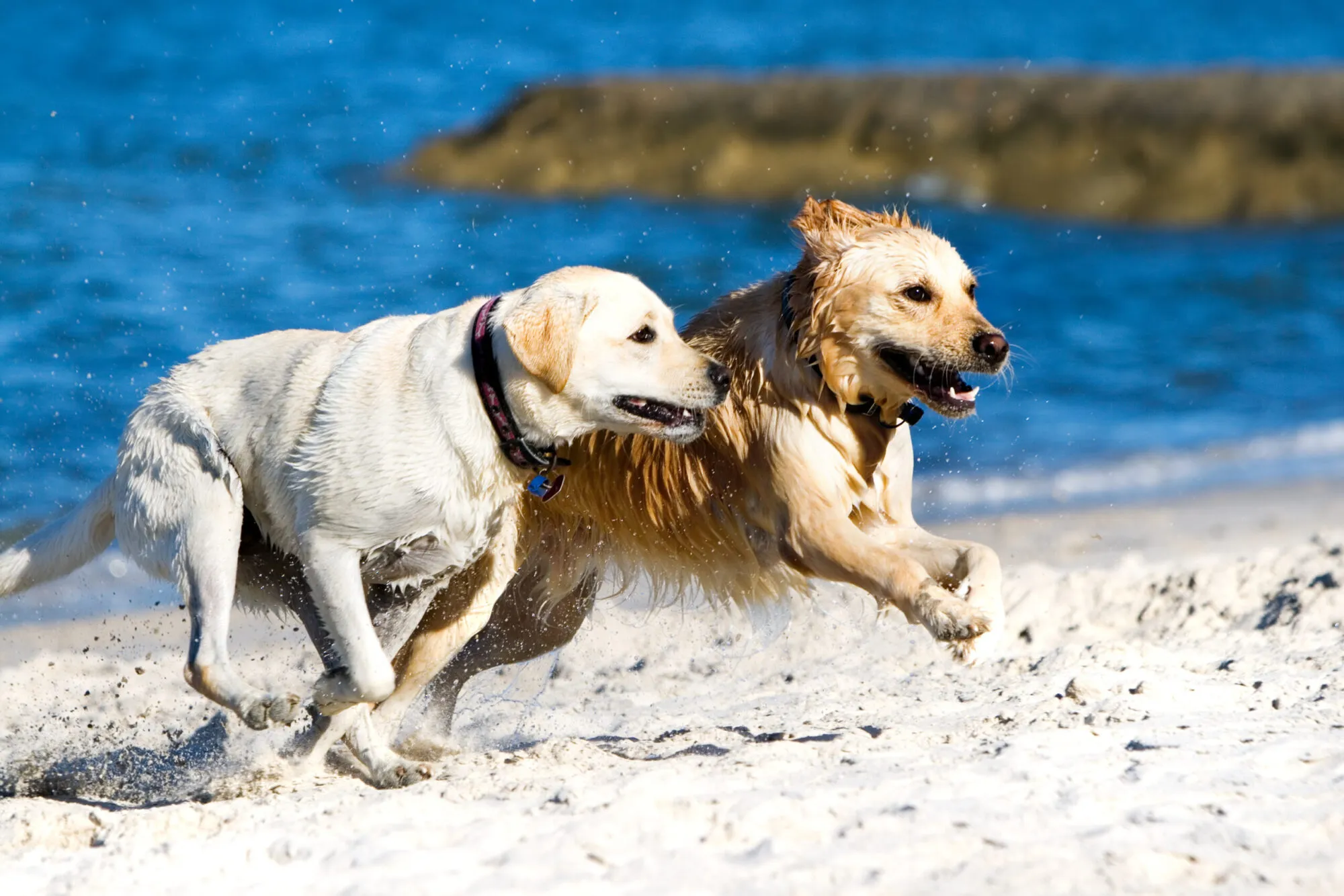 Labrador Retriever and a Golden Retriever: Choosing the winner from a race