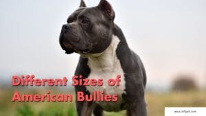 Different Sizes of American Bullies