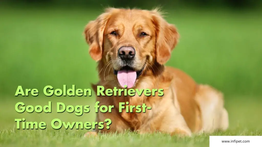 Are Golden Retrievers Good Dogs for First-Time Owners?