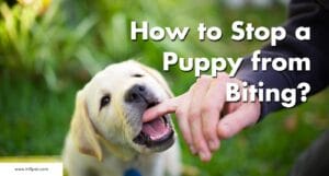 Stop Puppy Biting