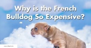 Why Is the French Bulldog So Expensive? Uncovering the Costs