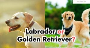 Labrador or Golden Retriever: Which is the Better Breed?