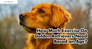 How Much Exercise Do Golden Retrievers Need Based on Age?