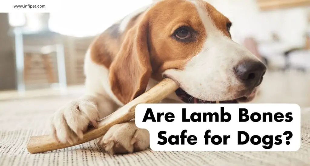 Are Lamb Bones Safe for Dogs?