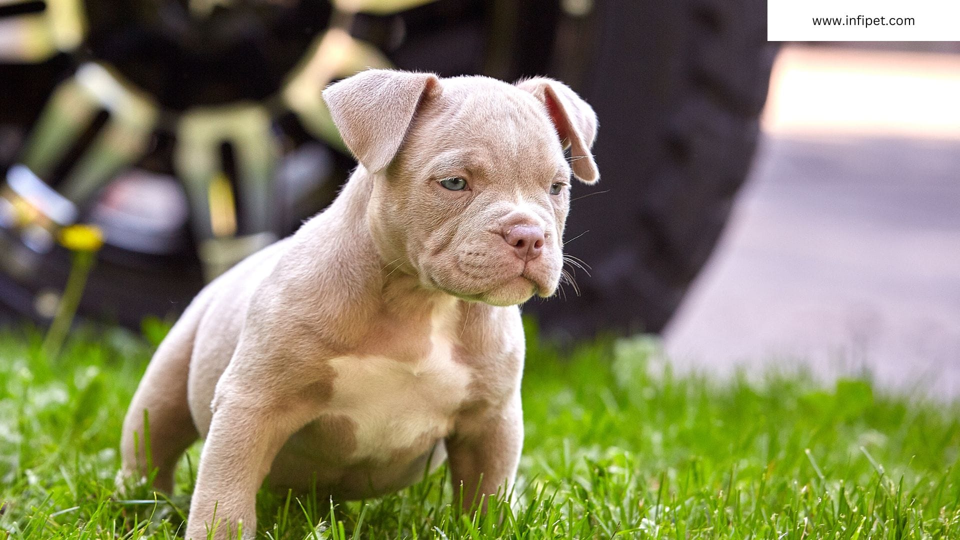 Understanding the Pocket American Bully