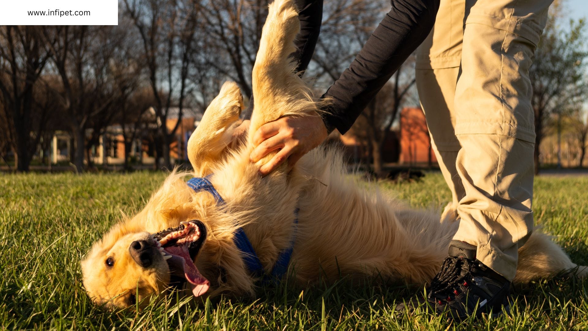 Training Your Golden Retriever