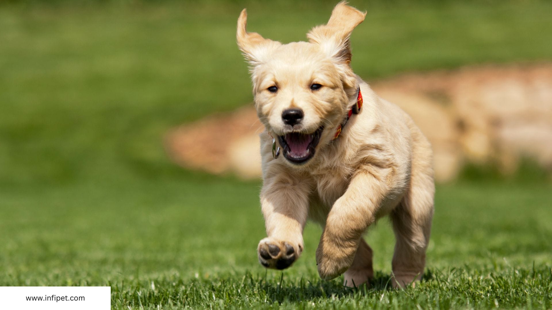 The Emotional Support Factor: Golden Retrievers as Therapy Dogs