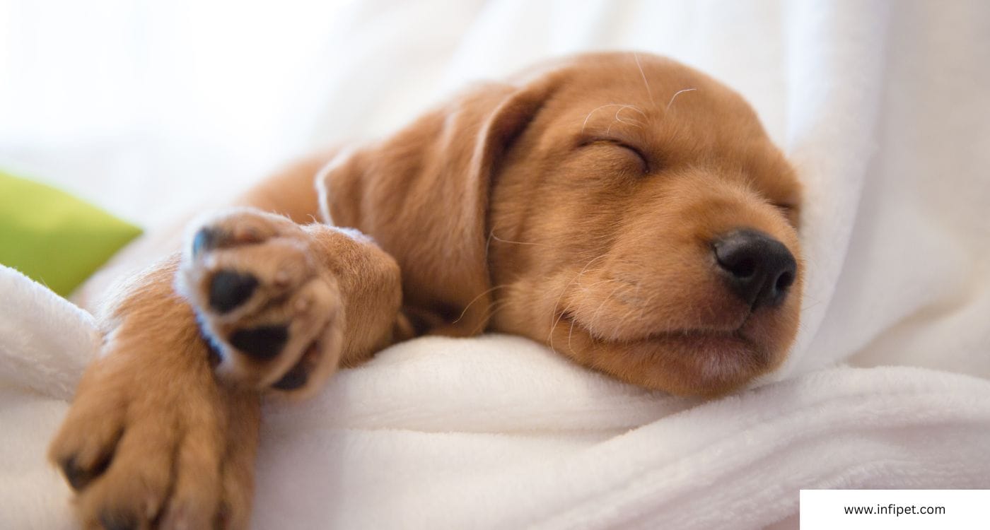 Sleeping Golden Retriever Puppy