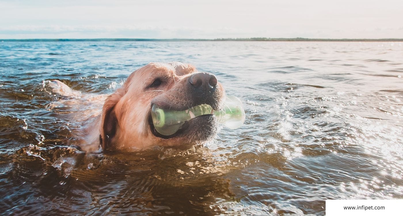 Swimming Labrador with a toy