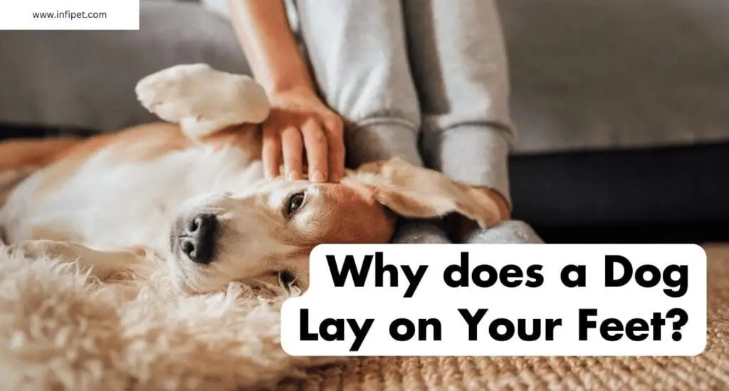 Why does a Dog Lay on Your Feet?