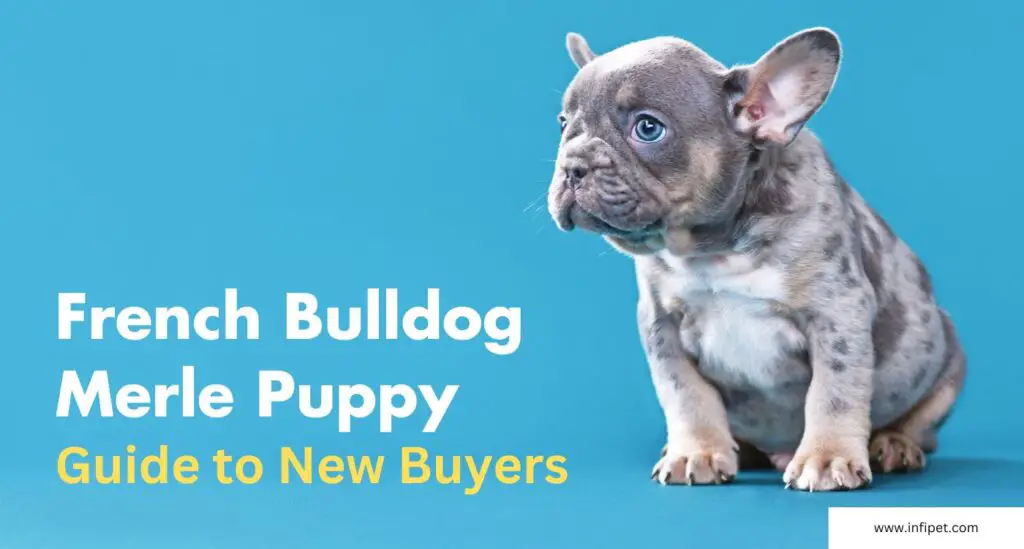 French Bulldog Merle Puppy - Guide to the New Buyers