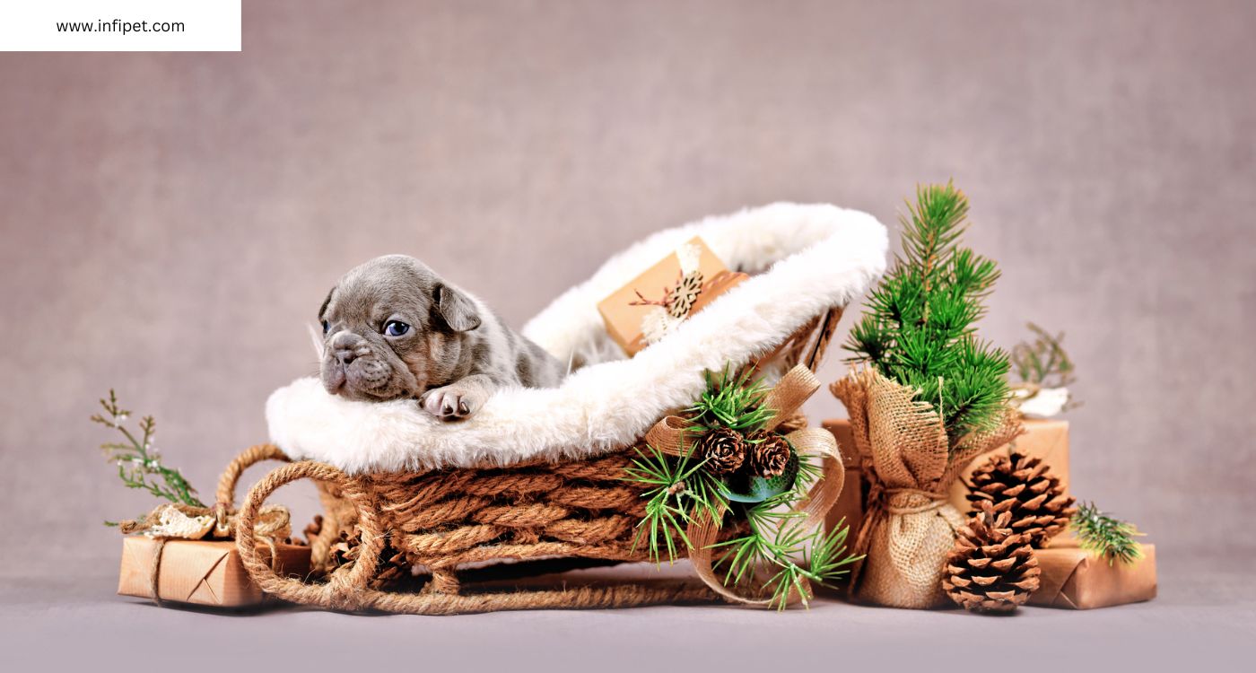 French Bulldog Merle Puppy