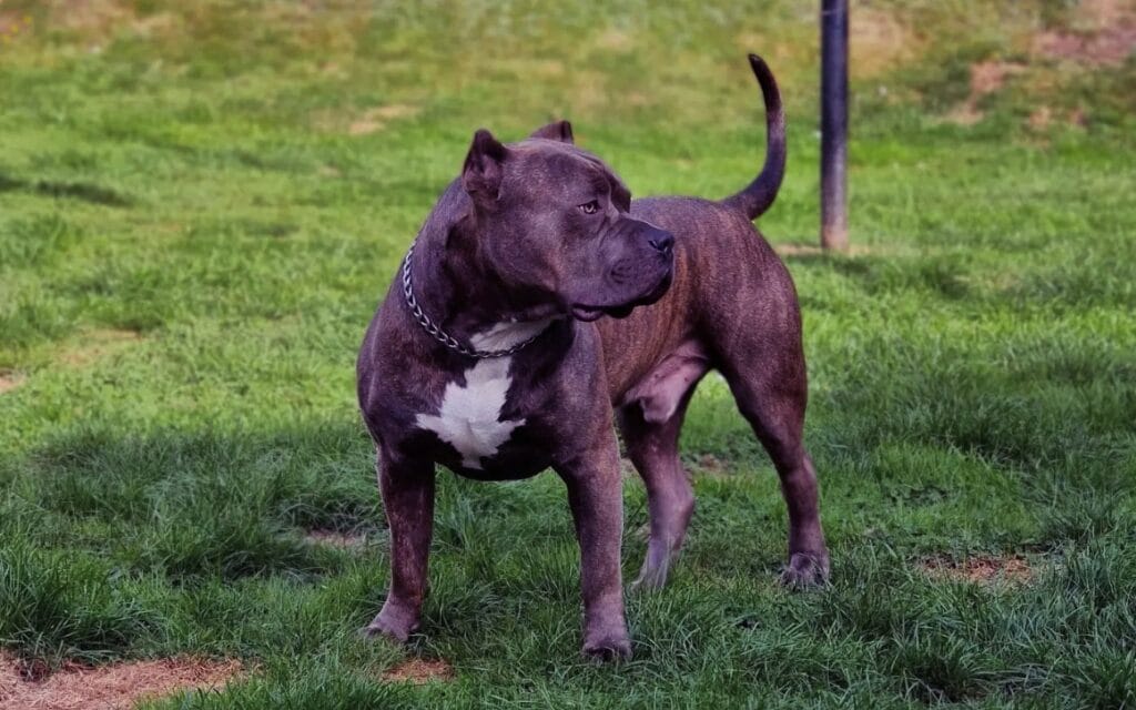 American Bulldog Pitbull Mix