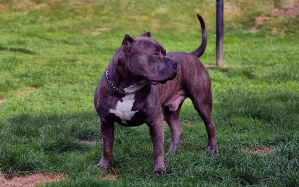 American Bulldog Pitbull Mix