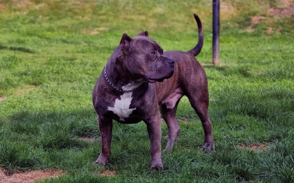 What Will You Call An American Bulldog Pitbull Mix? (Answered)