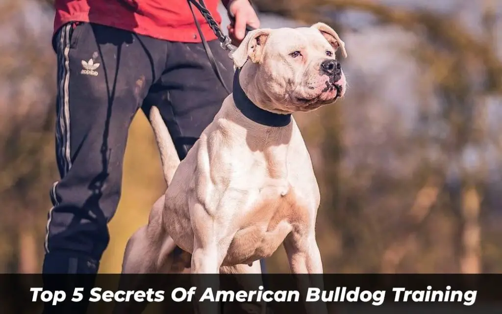Top 5 Secrets Of American Bulldog Training