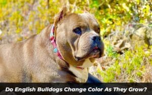 Do English Bulldogs Change Color As They Grow