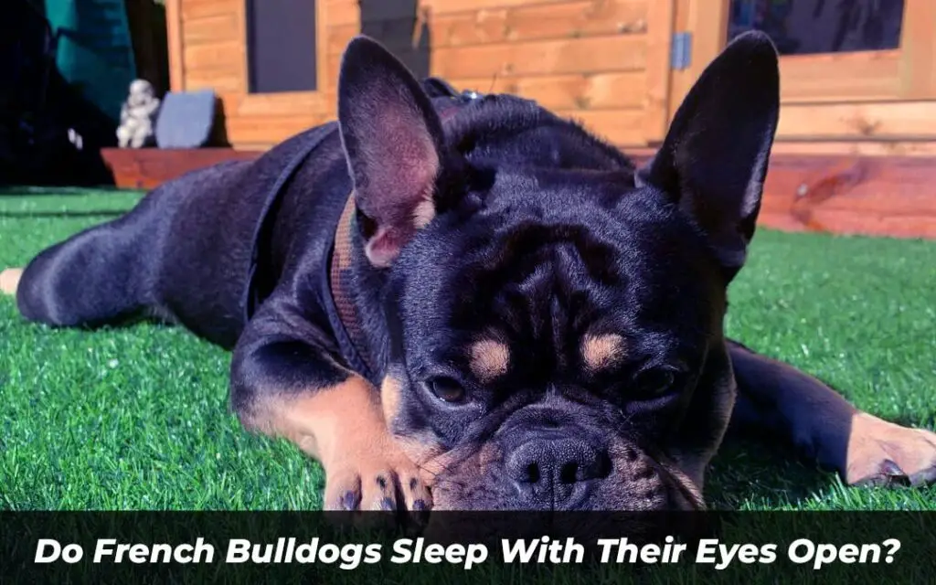 Do French Bulldogs Sleep With Their Eyes Open