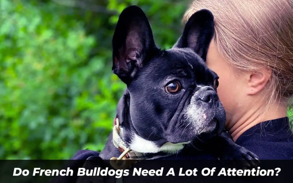 Do French Bulldogs Need A Lot Of Attention
