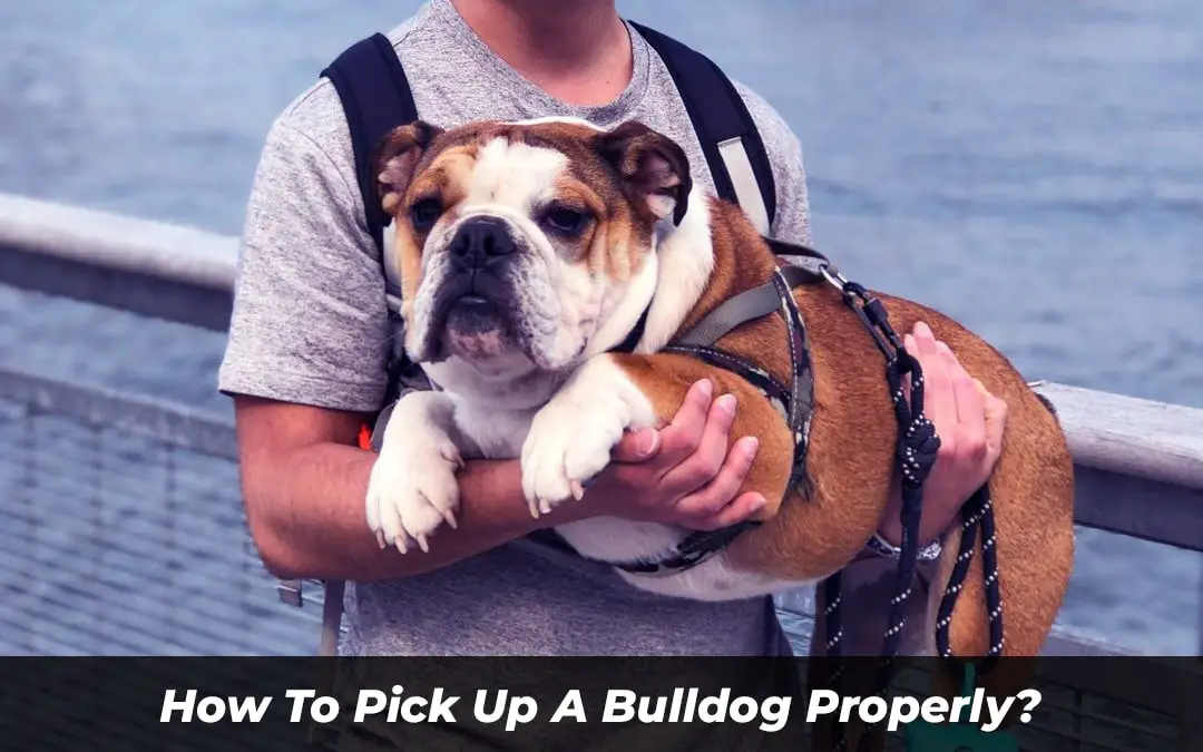 what is the proper way to pick up a dog