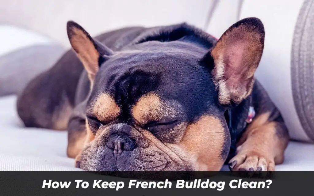 How To Keep French Bulldog Clean