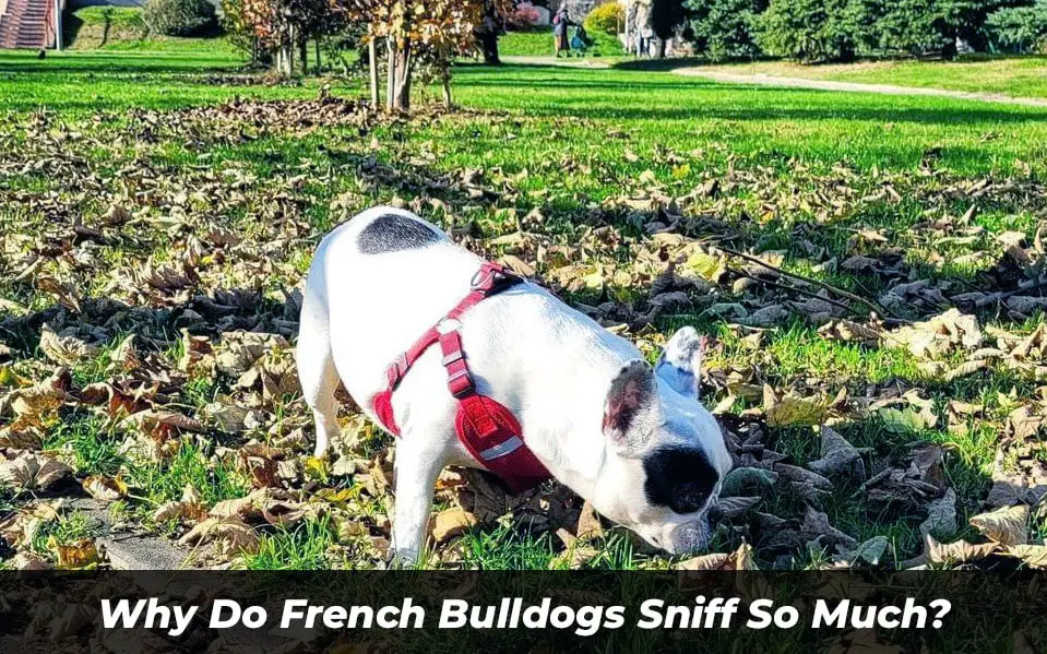 Why Do French Bulldogs Sniff So Much