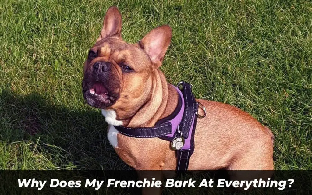Why Does My Frenchie Bark At Everything