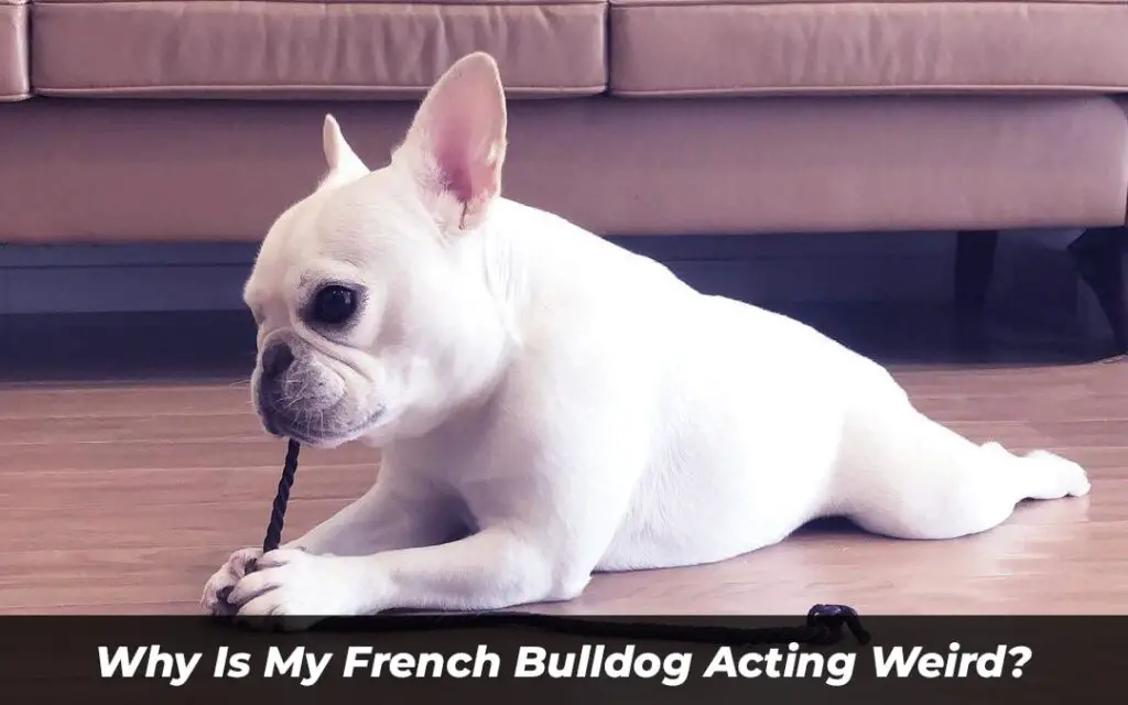 Why Is My French Bulldog Acting Weird