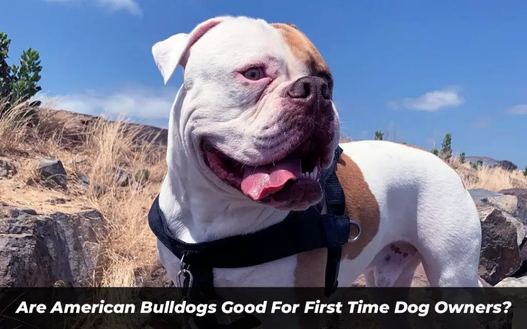 Are American Bulldogs Good For First Time Dog Owners