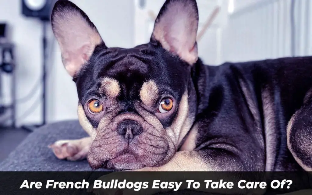 Are French Bulldogs Easy To Take Care Of