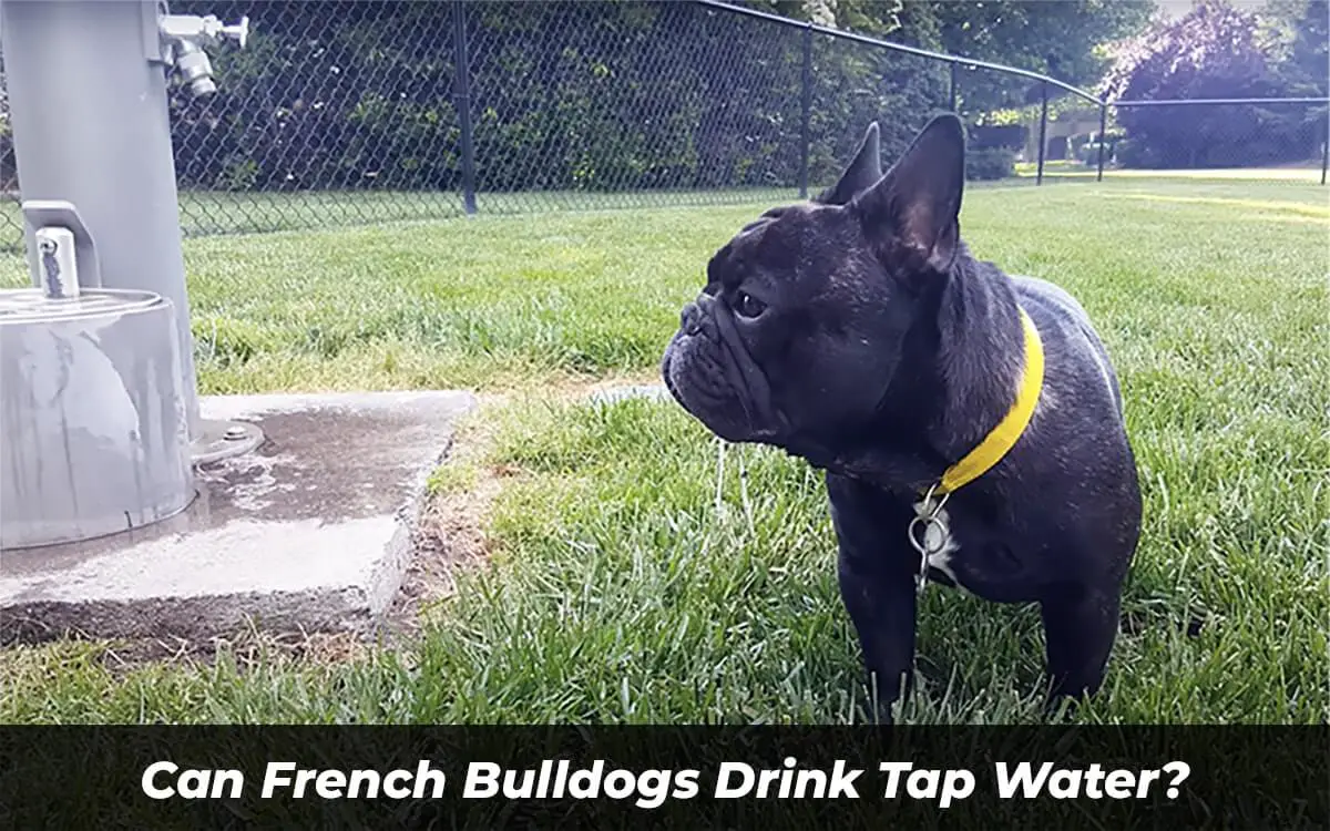 can french bulldogs drink tap water?