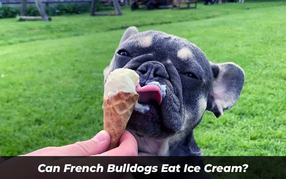 Can French Bulldogs Eat Ice Cream