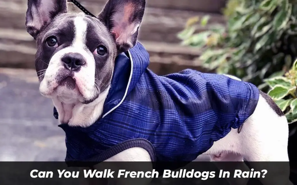Can You Walk French Bulldogs In Rain