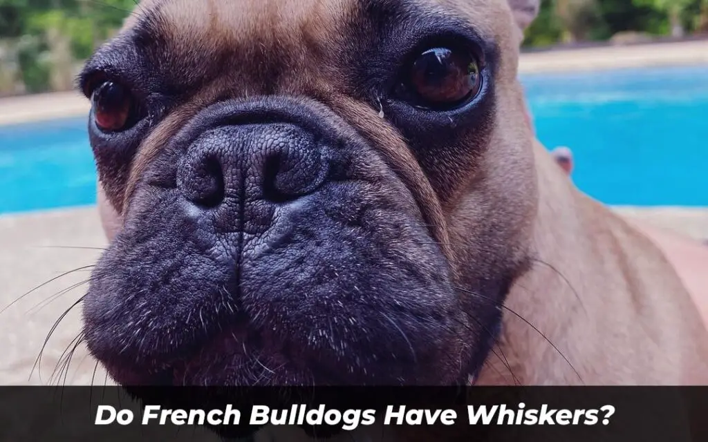 Do French Bulldogs Have Whiskers