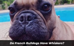 Do French Bulldogs Have Whiskers